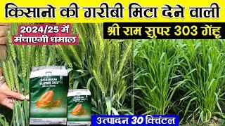 Shriram 303 gehu | श्री राम सुपर 303 गेंहू | shree Ram super 303 variety | super 303 wheat variety