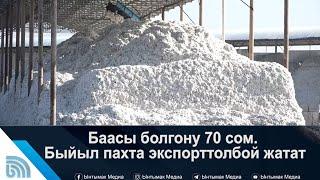 Баасы болгону 70 сом. Быйыл пахта экспорттолбой жатат | #Ынтымак