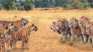 When Tigers And Lions Face Each Other