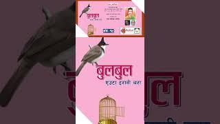 #bulbul #nepalichhapro #nepalisahitya #gazalbachan #gazal #gazalprogram #shorts #achyutghimirebulbul