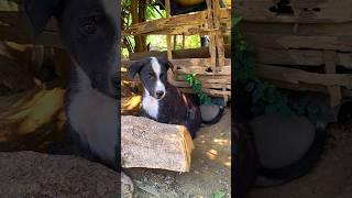 Funny puppy video #puppy #dogyshogy