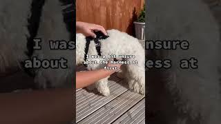 Only child of millennial parents #shorts #cockapoo #dog #gopro #puppy