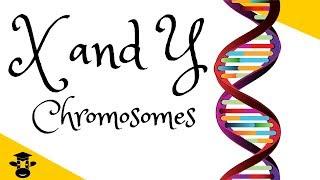 X and Y chromosomes explained