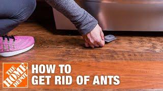 6 Easy Ways to Get Rid of Ants and Prevent Ant Infestations | The Home Depot