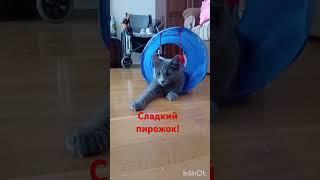 Извините, молодой человек.... #юмор #прикол #кот #funny #cat #кошка #животные #Нафаня