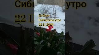 С добрым утром  среда 22.11.2023!Тёплой погоды и хорошего настроения! #vlog #татьяниндом #shorts