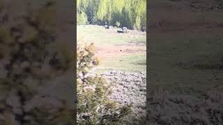 Lone Gray Wolf Through the Scope #yellowstonenationalpark #graywolf #scope