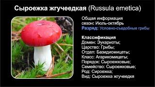 Сыроежка жгучеедкая (Russula emetica)