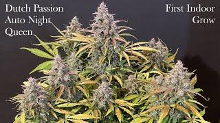 Dutch Passion - Auto Night Queen | Grow-Dokumentation | 2024 erster Indoor-Grow