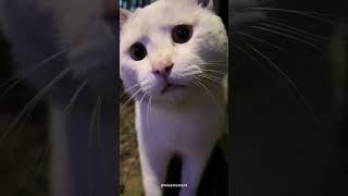 Bro is confused