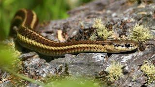 2 Foot Backyard Garter Snake | Ontario Wildlife