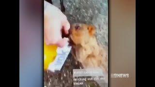 Quokka Shock | 9 News Perth