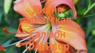 Лилия азиатская Сэлмон Флейвор (lilium asiatic)  обзор: как сажать, луковицы лилии Сэлмон Флейвор