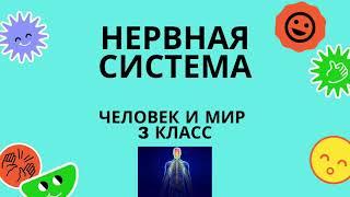 Нервная система. Человек и мир. 3 класс