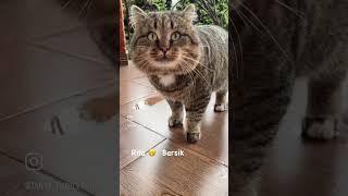 В первое время британская леди была против русского кота из леса #барсик #catlover #cat