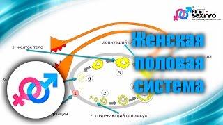 Урок №9. "Женская половая система. Строение и особенности"