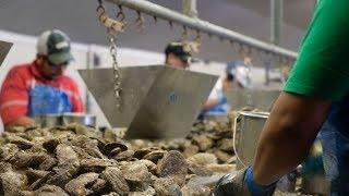 VA Seafood Company More Productive with Imports