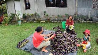 WOW - What a large harvest this morning on Wilfredo's farm