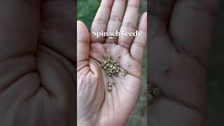 #grow #spinach from seeds#harvest spinach #backyard #usafarming
