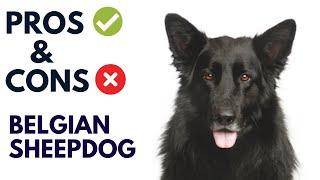 Belgian Sheepdog Breed Pros and Cons | Belgian Sheepdog Advantages and Disadvantages #AnimalPlatoon