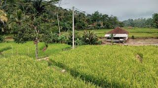 JADI KETAGIHAN KALAU DI PELOSOK PEDESAAN!!!!! Suasana yang sangat indah banget