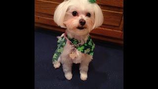 Pebbles the spinning Maltese dog ready for a walk Roy Dawson video