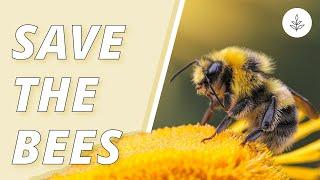 7 WAYS To Help SAVE THE BEES | LIVEKINDLY