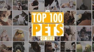 Best Pets Of The Year 2018 Part 1 | The Pet Collective