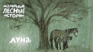 Маленькие лесные истории  Луна  Новая серия