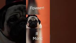 Милый Мопс #shorts