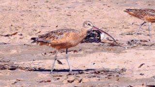 Long-billed Curlew