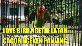 LOVE BIRD LATAH NGEKEK PANJANG MASTERAN LOVE BIRD AGAR GACOR