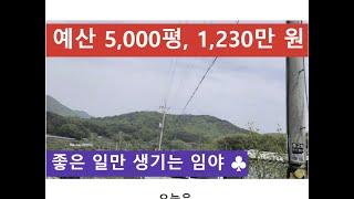 예산 5,000, 1,230만 원 (좋은 일만 생기는 임야)