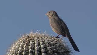 Nature and Wildlife of the American Desert Southwest