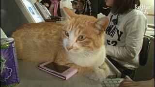 Cat Living On Campus Teaches Poor Student To Be Better | Kritter Klub