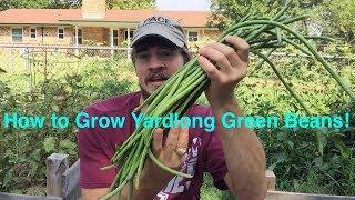 How to Grow Yardlong Beans! Green Beans that Grow Over a Foot Long!