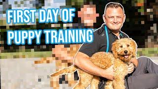 How to Train Puppy | First Day of Training - Goldendoodle | Professional Dog Training