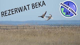 Rezerwat Beka