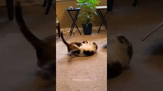 WWE cats #wwe #wrestling #cats