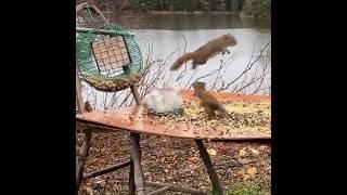 Squirrel Grabs a Peanut then Charges at Onlooker #squirrels #nature #funny