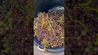 Making homemade wine #urrbangarden #garden #gardening #gardentotable #gardeners #plants