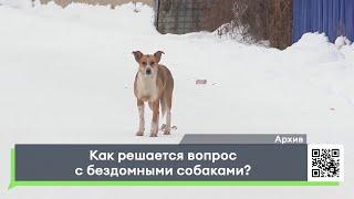 Как решается вопрос с бездомными собаками