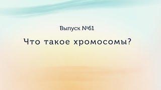 Что такое хромосомы?