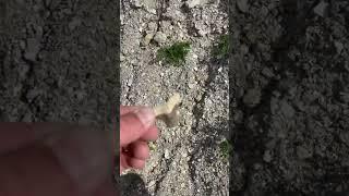 The most painful fossil hunting find! #fossil #discovery #shark #sharktooth
