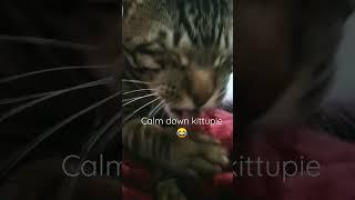 So funny kittupie #funny #shorts #short #cat #cats