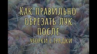 Как правильно обрезать лук после уборки с грядки