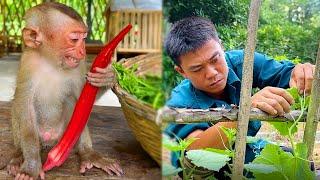 Sushi Monkey's Unexpected Reaction Makes Everyone Laugh Out Loud!