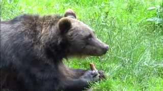 Dangerous Bear Eats Carrot