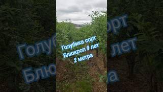 Голубика сорт Блюкроп 9 лет, 2 метра. #голубика #garden #сад #огород #дача