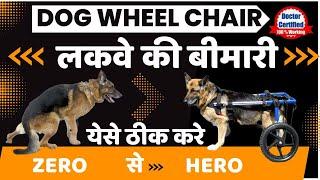 Canine Distemper Paralysis Treatment in Dogs | dog wheelchair for back legs | Paralysis in dogs